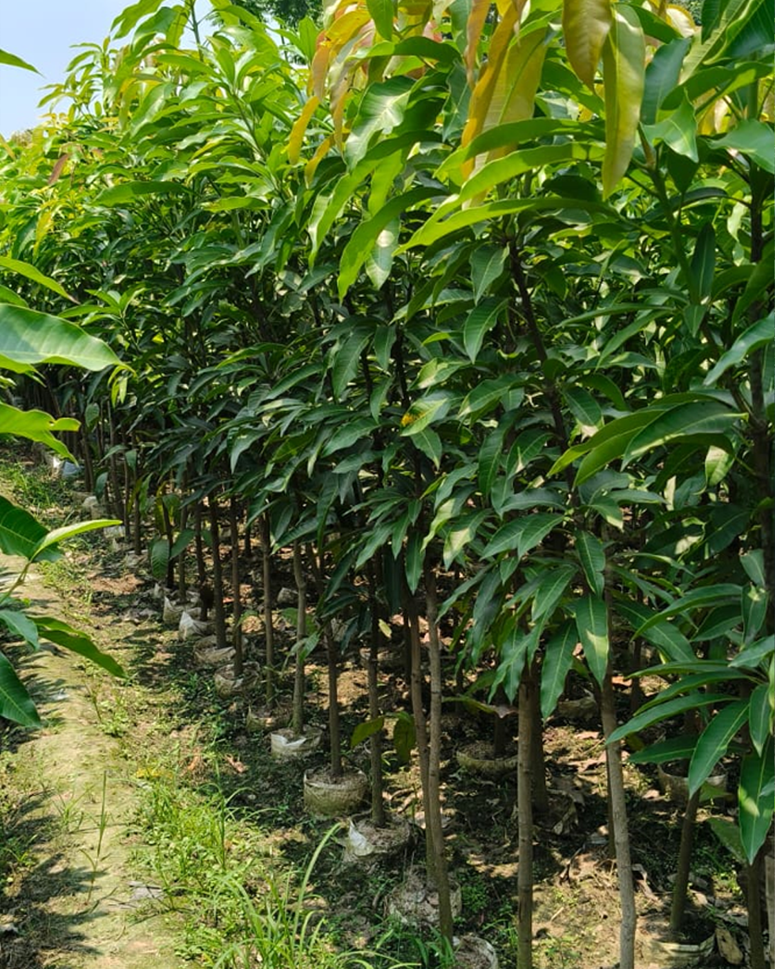 Muringa Plant